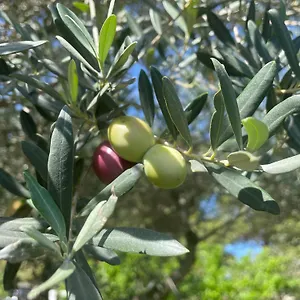 Giardinello Stagnone Sunset Bed & Breakfast